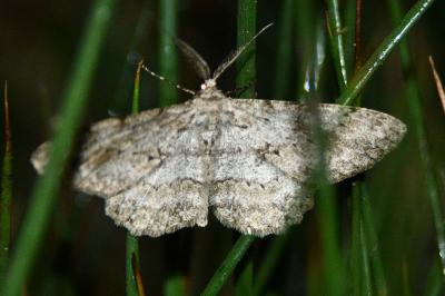 Ectropis crepuscularia