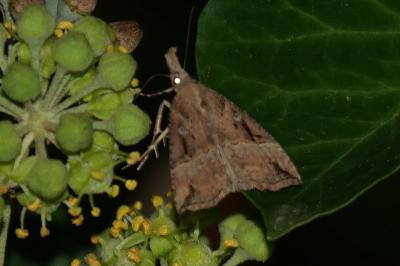 Hypena rostralis