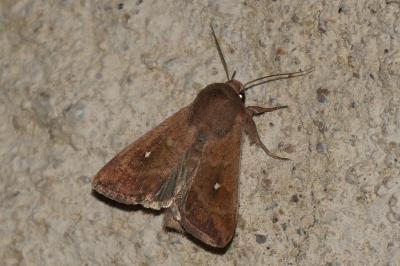 Mythimna albipuncta