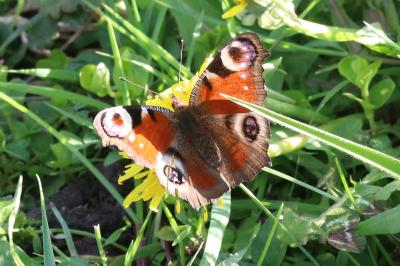 Aglais io