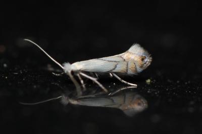 Phyllonorycter harrisella