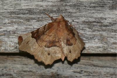 Selenia tetralunaria