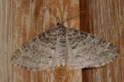 Lobophora halterata