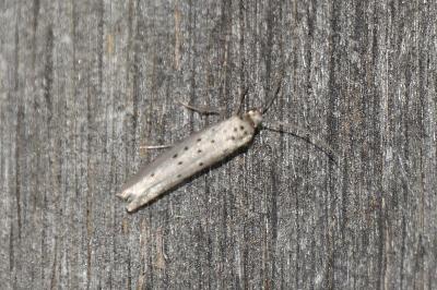 Yponomeuta sedella