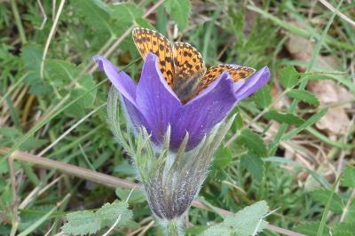 Boloria dia