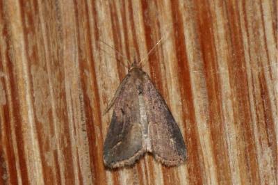 Schrankia costaestrigalis