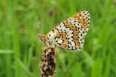 Melitaea cinxia