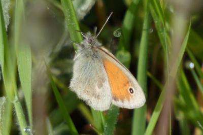 Coenonympha pamphilus