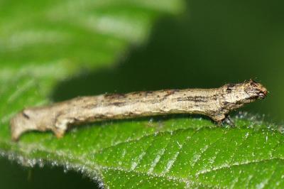 Ectropis crepuscularia