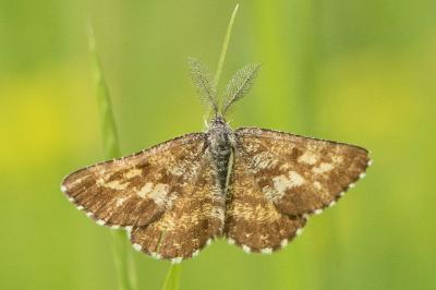 Ematurga atomaria