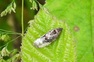 Hedya nubiferana
