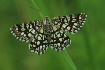 Chiasmia clathrata
