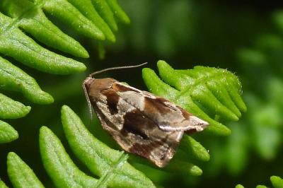 Archips crataegana