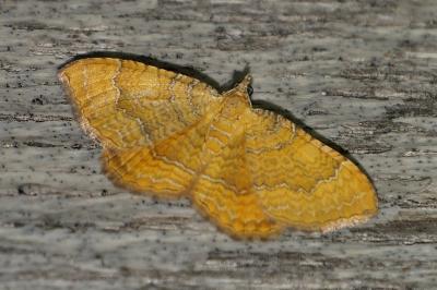 Camptogramma bilineata