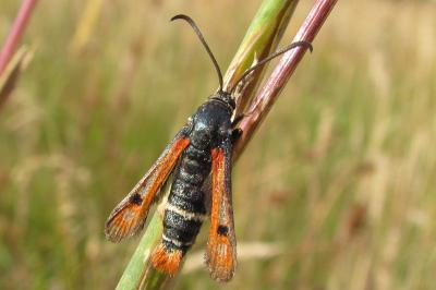 Pyropteron chrysidiforme