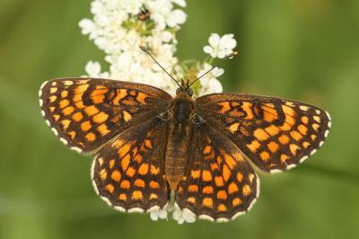 Melitaea athalia