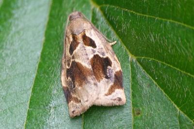 Archips crataegana