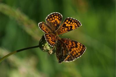 Melitaea athalia