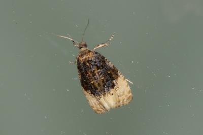 Hedya ochroleucana