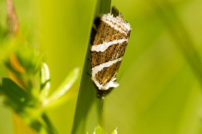 Deltote bankiana