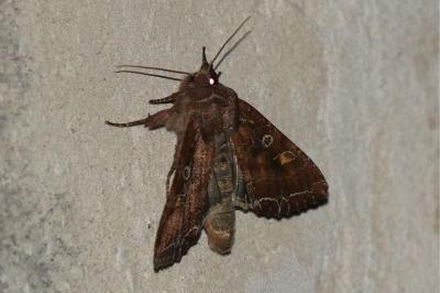 Lacanobia oleracea