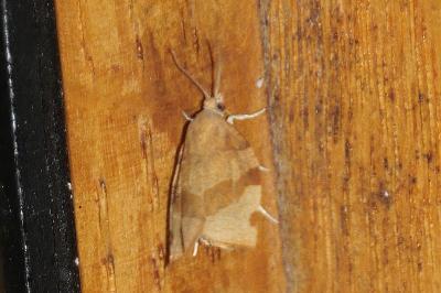 Pandemis cerasana