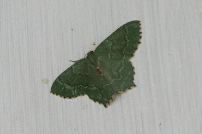 Thalera fimbrialis