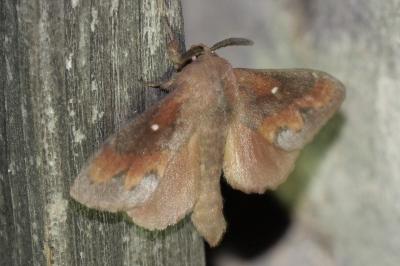 Dendrolimus pini