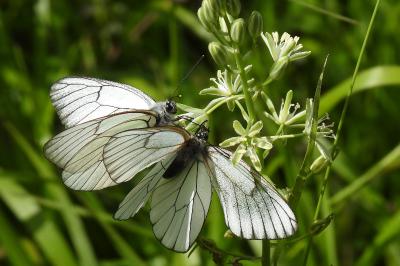 Aporia crataegi