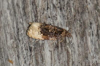 Hedya ochroleucana