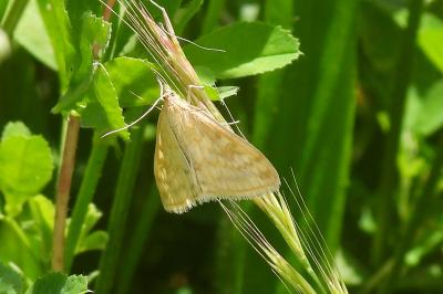 Sitochroa verticalis