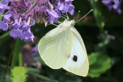 Pieris brassicae