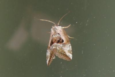 Elaphria venustula