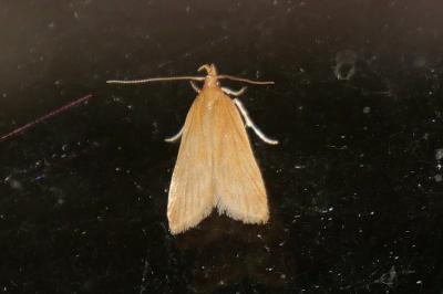 Helcystogramma rufescens