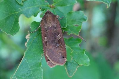 Noctua pronuba