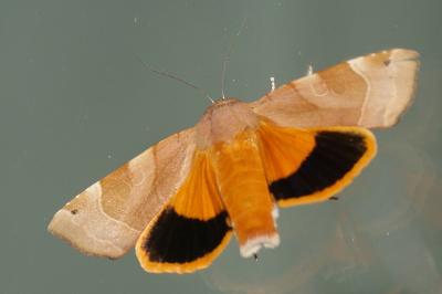 Noctua fimbriata
