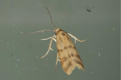 Homoeosoma sinuella