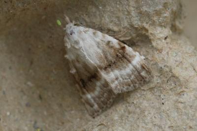 Meganola albula
