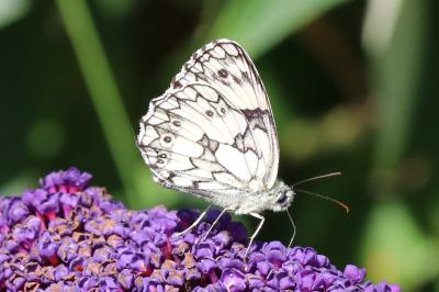 Melanargia galathea