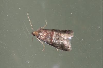 Acrobasis marmorea