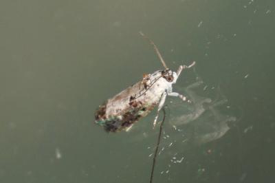Hedya salicella