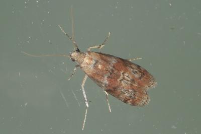 Phycita roborella