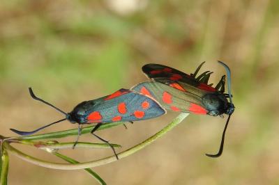 Zygaena transalpina