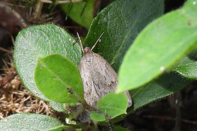 Pachycnemia hippocastanaria