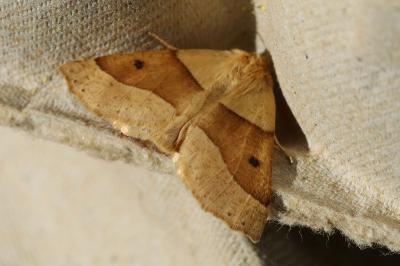 Crocallis elinguaria