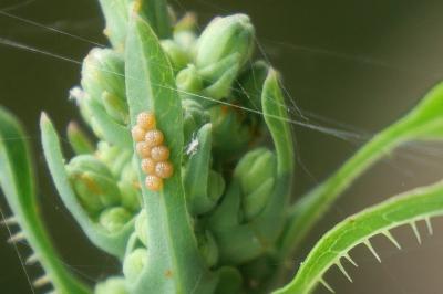 Hecatera dysodea