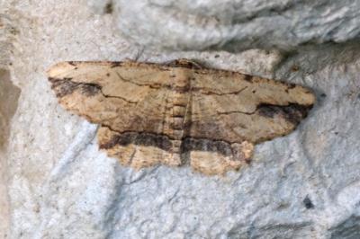 Menophra abruptaria