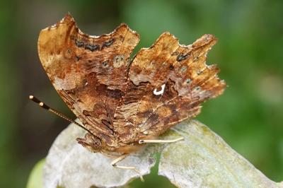 Polygonia c-album