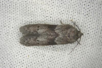 Blastobasis glandulella