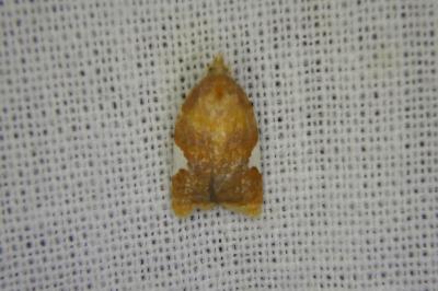 Acleris holmiana